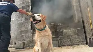 Bud & K-9 Dolley, 2021 K-9 Hero Awards - Accelerant Detection Award Winners by Project K-9 Hero