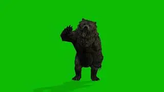 Bear Front View Green Screen 4K