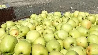 GENE ALTERED APPLES APPROVED FOR US ORCHARDS