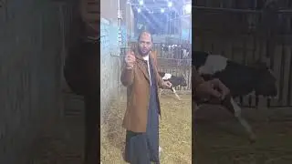 توكلنا على الله سعر البقره 12500 جنيه في مؤسسه الحاج حسن ابو الحاج01091804998//01022537846