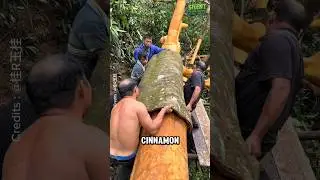 Вот как собирают гигантскую корицу