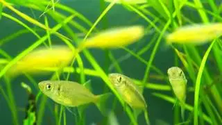インディアン・グラス・ハチェットバルブ　Laubuca varunaユラユラ3兄弟