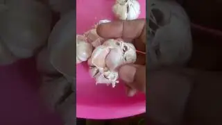 Bawang putih dan manfaatnya #video #petani @kang erfa78
