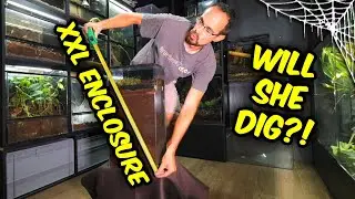 WILL TARANTULA DIG? Another super deep enclosure!