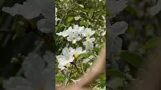 ഈ സുന്ദരനെ തിരിച്ചറിയുന്നവർ കമന്റിൽ വരൂ / unknown plants  #reemz #reemzbasket