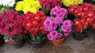 Bagbazar Flower Plants Market At Galiff Street Kolkata | Kalenchoe, Chandra Mallika, Poinsettia