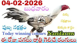 04 February 2026 Today winning colours//Nanifarms colourupdate//kukkutasastram telugu #colorupdate 