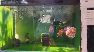 sun bathing goldfish