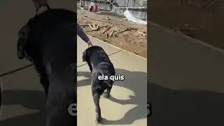 Ela teve uma ideia simples mas incr&iacute;vel 🥰 #shorts #pets