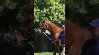 🇬🇧#Dubawi&rsquo;s most prolific G1 winner #ModernGames proved very popular in his first season at stud!