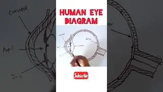 Human Eye Diagram Class 10