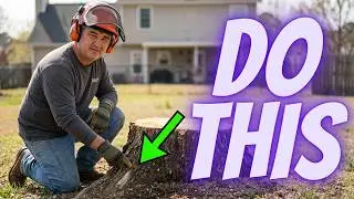 Stump Grinding Tips What to Look for & Avoid!