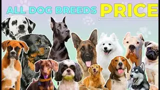 Best Dog Breeds Under 10000 | Cheapest Dog Breeds In India | Budget Friendly Dog Breeds