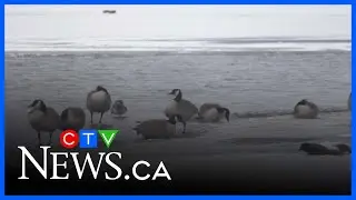 Concern growing about number of dead geese at Wascana Lake