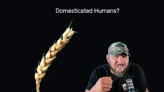 Did wheat domesticate humans? 