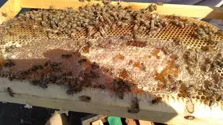 🐝:ماهو سبب عدم قدرة الشغالات على جمع حبوب أللقاح؟؟