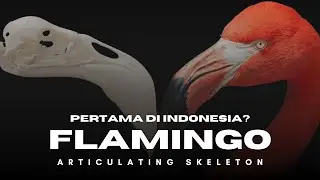 FIRST IN INDONESIA - articulated skeleton flamingo