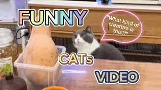 Смешные и Милые Кошки, которые Заставят Вас Смеяться! Забавное Видео с Кошками