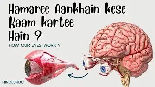 How do our eyes work ? Hindi/Urdu video - #eyes #function