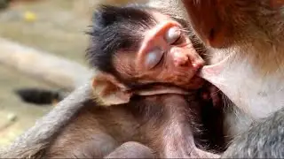Happiness adorable baby monkey Jayden sleeping well during get milk