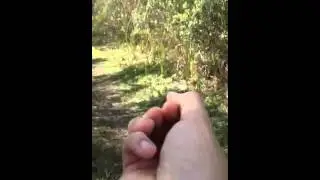 Spider vs butterfly