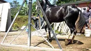 Caballo de paso costarricense