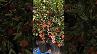 CITRUS TREES IN 15 AT COSTCO 🍊 &Aacute;RBOLES de CITRICOS en QUINCES en la COSTCO de SANTA CRUZ, CA