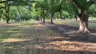 Hilltop Brittany Whoa training