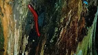 Mysterious Life in the Bark: The Red Millipede&rsquo;s Journey