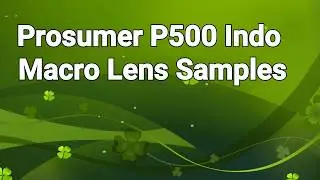 Prosumer P500 Indo Macro Phone Lens Review Samples