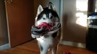 Husky argues about stealing shoe, then reluctantly brings it back