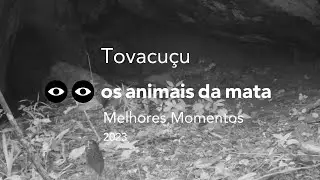 TOVACUCU Grallaria varia - MELHORES MOMENTOS - 2023