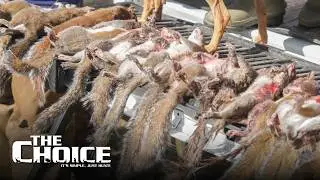 Gamo Squirrel Master Classic 2023 | The Choice - Season 18