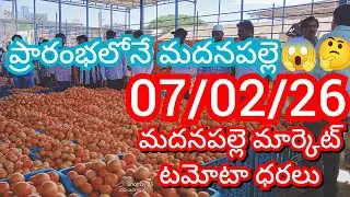 7-02-26 Madanapalle Tomato Market price Today || Today Tomato Market Rate in Madanapalle #today
