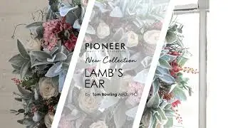 Lamb's Ear Collection | Pioneer Imports & Wholesale