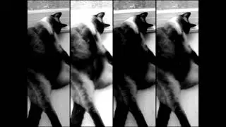 The Sassy Cat Diary Episode 1 - The Empty Space
