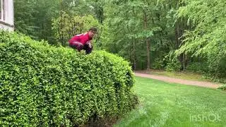 A Vine Jump