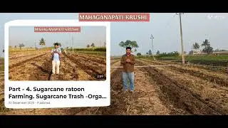 1st Fertilizer dose in Sugarcane ratoon cultivation. 