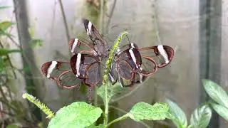 Glasswing Butterflies, Greta oto - Tropical Butterflies UK