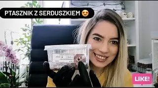 Ptasznik z serduszkiem Cyriocosmus elegans