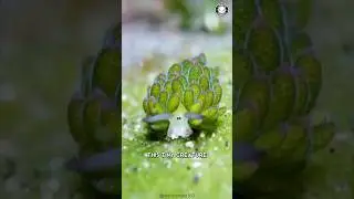 Leaf Sheep ✨ This Ocean CUTIE Is Real!
