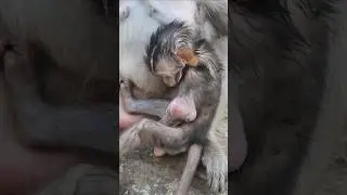 beautiful baby monkey JOLAN 🐒 #monkey #viral #animal #shorts #monkey