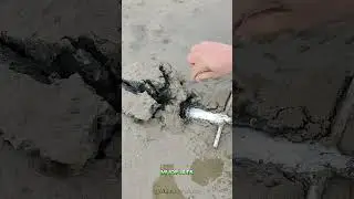 この植物のような生き物は5億年前から存在している😳🤯
