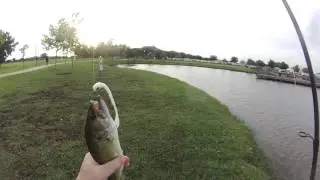 Sugar Land Bass Fishing My 1st Hat Cam Bass.