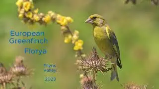 European Greenfinch / Florya, Filyos Valley, 2023