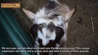 Drusillas launches new Farmyard Close Encounter