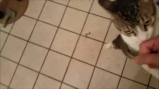 Cute cat stands up for treat