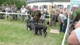 Jessy Vlčí hrdlo - Oblastní výstava psů Náměšť na Hané 22.6.2013