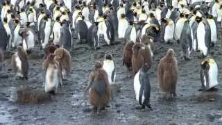 SOUTH GEORGIA - Seabourn Quest Antarctica Cruise