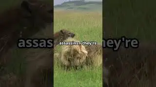 LION vs TIGER: Science Settles the Debate! (Epic Face-Off)